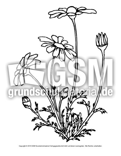 Ausmalbild-Gänseblümchen.pdf